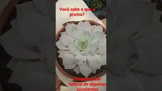 A pru&iacute;na protege do sol e etc...#suculentas #plantas #vida #sol#fypシ゚viral #solo #viral#flores #love