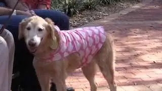 Florida woman says good-bye to guide dog, gives to dog's puppy raisers