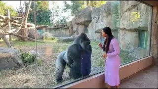 You Won’t Believe How This Gorilla Reacted 😭