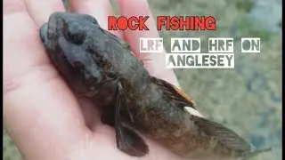 Rock fishing - LRF and HRF on Anglesey, Conger, huss, dogfish, wrasse and Gobi's