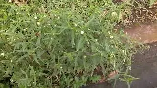 Congo lala/False daisy/Eclipta prostata- 