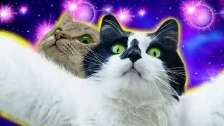 FUNNY CAT MEMES 2022 #24