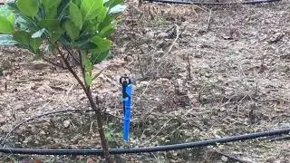 Béc phun bù áp supernet Netafim