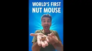 Turning a Computer Mouse into a Walnut Mouse | Creative DIY Tech