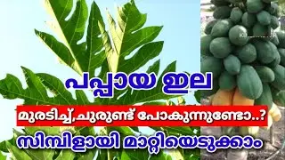 പപ്പായയുടെ ഇല കുരിടിപ്പും മഞ്ഞളിപ്പും മാറാൻ ഈ മരുന്ന് മതി.Pappaya Cultivation Tip