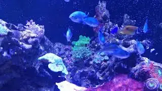 Frogspawn Coral Review