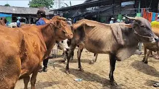 7.000 !! Babon Kurus Harga Murah Meriah !! Cepat Untung !! Pasar Sapi Tuban 