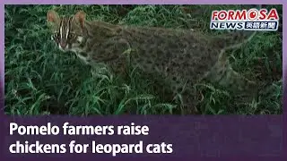 Pomelo farmers raise chickens for leopard cats｜Taiwan News
