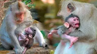 A Tender but Difficult Moment as Mother Monkey Button Begins Gently Weaning Her Baby from Milk