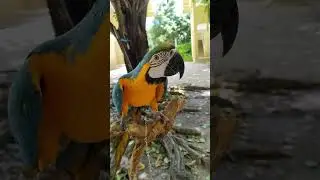 Chit-chat with a bird😍🤣 #mobilevideography #beach #trending#travel#shorts #birds#funny
