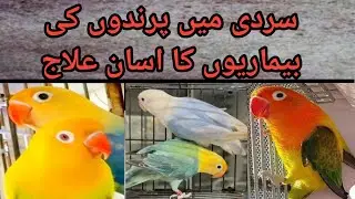 Birds Common Diseases and their solutions | lovebirds issues #love4birds