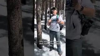 Lodgepole Pine as Mother Tree to Lakota
