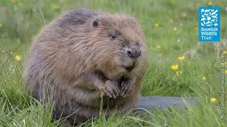 Take a closer look at beavers