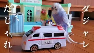 【ダジャレクリニック】セキセイインコとミニチュアで遊ぶ