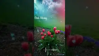 good morning status full screen 4k 🌠💞good morning whatsapp status 4k ❣️