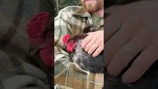 Removing Rooster Spurs #homestead #chickens