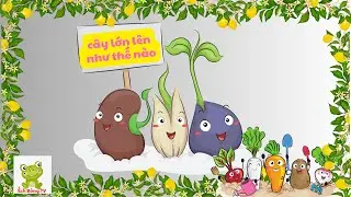Dạy bé quá trình phát triển của cây| Cây lớn lên như thế nào