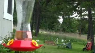 Beautiful hummingbirds Eating from Feeder.