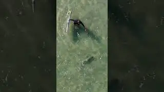 Surfing with sharks in Florida.