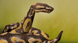 Handimals: Artist Who Can Turn His Hands into Incredibly Realistic Animals- Guido Daniele
