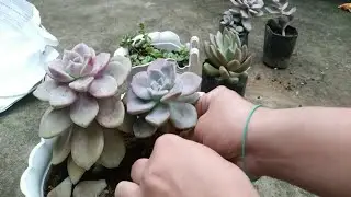 Purple delight repotting for BEGINNERS