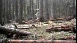 New Bigfoot footage from Mt. Hood