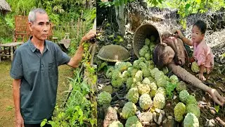 Busy day : Harvesting delicious custard apples to sell - Grandpa's Stone Stacking Masterpiece.