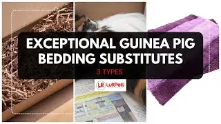 3 Exceptional Bedding Substitutes for Your Beloved Guinea Pigs