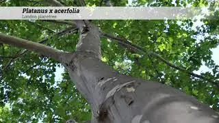 London planetree (Platanus x acerifolia)