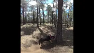 Immersive Hike with Dog in Forest VR 180