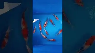 Imported  bloodline showa kois 4mths old rite here in Trinidad 🇹🇹🇹🇹