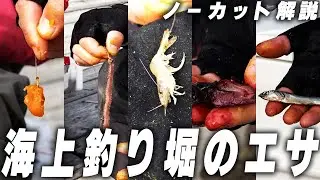 【超重要】海上釣り堀のエサについて【ノーカット解説】