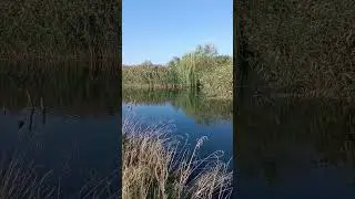 Жива картина природи #nature #naturelover #природа #life #cuteanimals #duck #animal #тварини #autumn