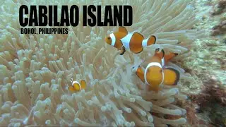 SCUBA DIVING IN CABILAO ISLAND BOHOL PHILIPPINES