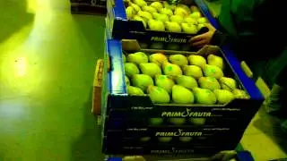 HAND LABELER NATURSTIC C1000 MOD. STANDARD ALL TYPES OF FRUIT