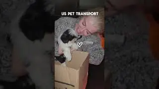 🐾 Looking for hassle-free pet transport?🚐✨ #cat #dog #petlove #pettransport #travelwithpets
