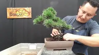 PINO NEGRO, trasplante  de  1 de 4