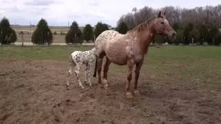 Spotted Elegance, 2014 Bay Leopard Colt For Sale