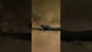 𝐕𝐢𝐩𝐞𝐫𝐚 𝐧𝐢𝐤𝐨𝐥𝐬𝐤𝐢𝐢 🐍