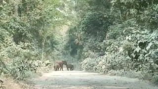 Ultapani Forest dist:-Kokrajhar assam.