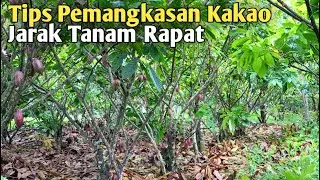 Tips Pemangkasan Kakao Untuk Jarak Tanam Yang Rapat❗