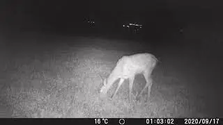 Fauna selvatica a Roncoi di Fuori