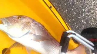 Dentice 5 kg Kayak jigging