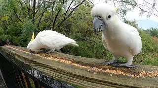Peace Treaty at the Seed Ledge: Cockatoos and Myna Coexist&hellip; for Now 🕊️🦜🐦
