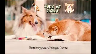 PURE BREED DOGS VS MIXED BREED DOGS😲🐩🐶🐾WHICH IS BETTER A PUREBRED DOG OR A MIXED BREED DOG?2024