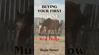 Buying your first horse? Beginner's Checklist + Must-Know Red Flags #shorts #horsetips