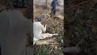Fig plants are being removed from the field
