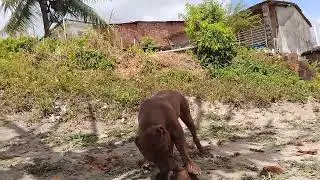 XL Pit Bull #lekthebestkennel 