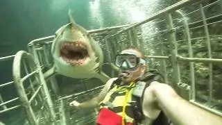 Fans Watch in Horror as Great White Shark Kills Streamer Live on March 1st, 2025