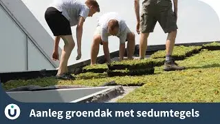 Aanleg groendak met sedumtegels - Jatu.be
